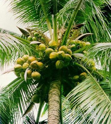 coconut-tree
